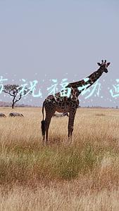 中秋节祝福动画图片