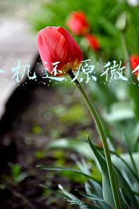 安卓微信聊天记录找回(安卓手机怎么恢复微信聊天记录？最简单的微信恢复技巧)