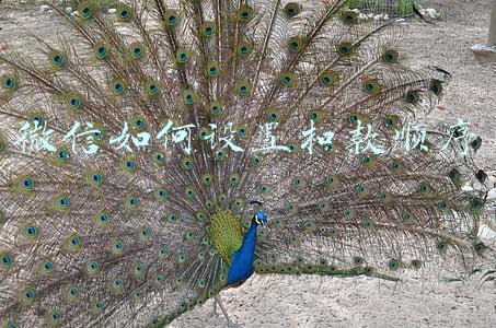 微信里怎么设置扣款顺序(微信“支付”注意事项)