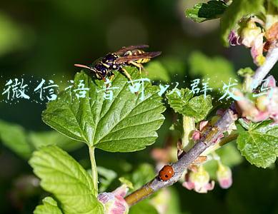 微信语音可以群发吗