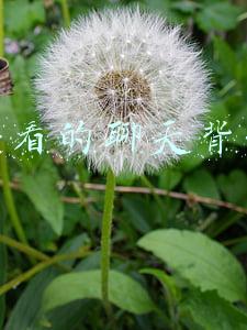 好看的聊天背景
