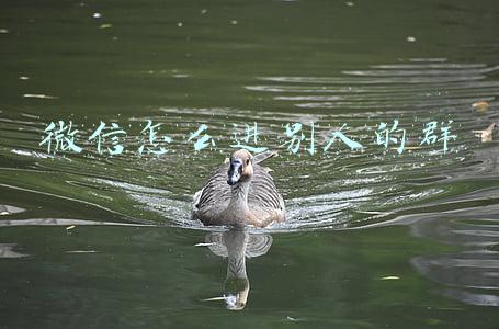 微信怎么进别人的群