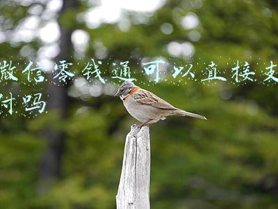 微信零钱通可以直接支付吗