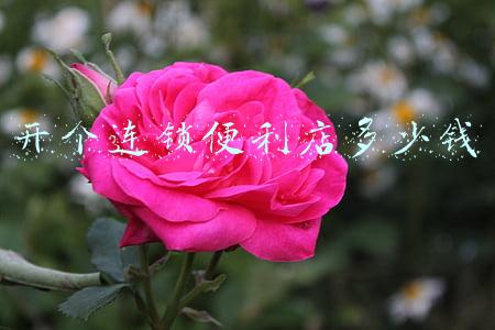 开个连锁便利店多少钱