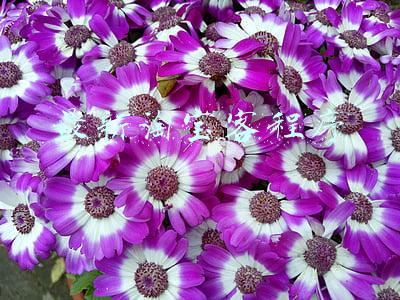 淘宝客申请(申请淘宝客（赚钱要看流程）申请代理完整流程介绍)