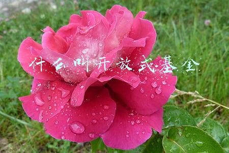 什么叫开放式基金申购赎回前(开放式基金的申购（认购）赎回流程是怎样的？)