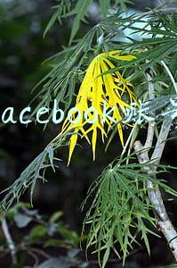 facebook账号