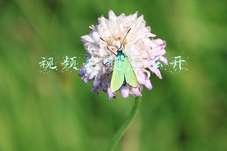 视频美颜怎么开