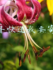 顺丰快递我要寄件
