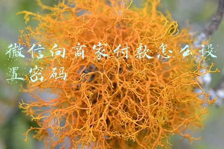 微信向商家付款怎么设置密码