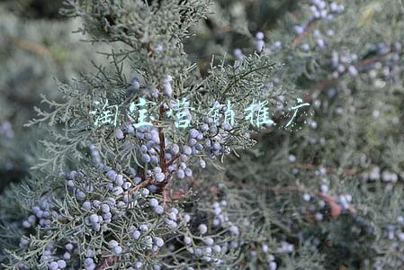 淘宝营销推广
