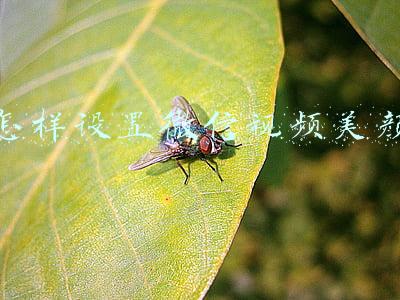 华为怎样设置微信视频美颜(用华为nova 4拍视频，轻松拥有美颜和大长腿)