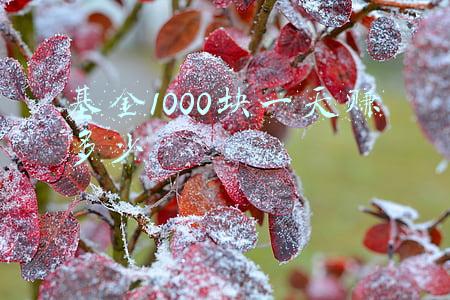 基金1000块一天赚多少