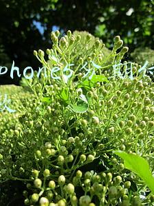 iphone5分期付款