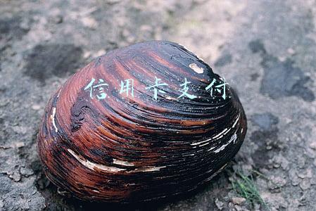 信用卡支付
