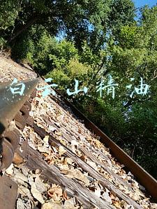 白云山精油