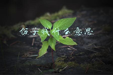 份子钱什么意思