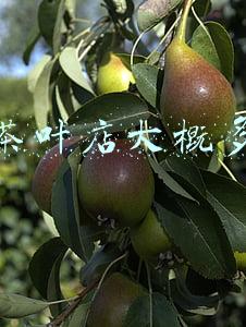 开个茶叶店大概多少钱