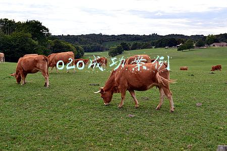 o2o成功案例
