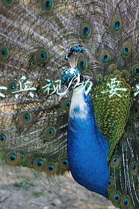 女兵视力要求