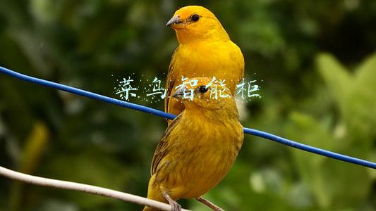 菜鸟智能柜