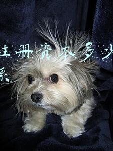 公司注册资本多少有什么关系四千万什么概念(四千万豪宅被中介吃差价250万？深房中协：正制定新的自律措施)