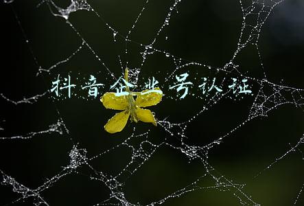 抖音企业号认证审核需要多久(企业号账号资料规则说明（抖音/抖音火山版）)