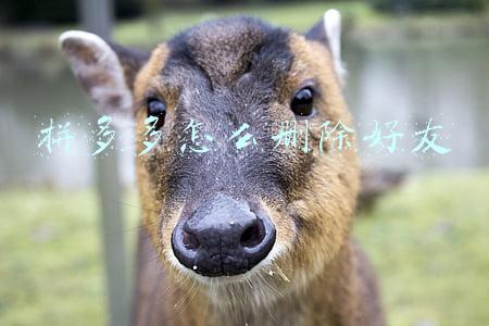 拼多多怎么删除好友