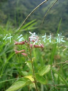 种植什么药材最值钱