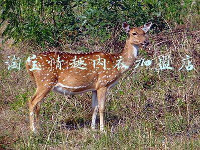 淘宝情趣内衣加盟店