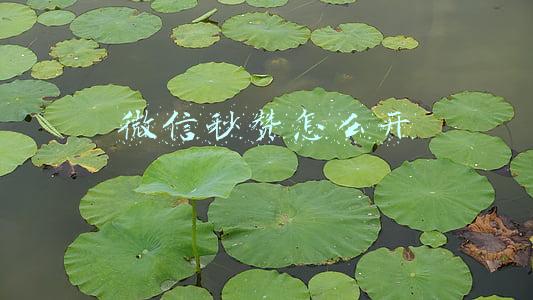 微信秒赞怎么开