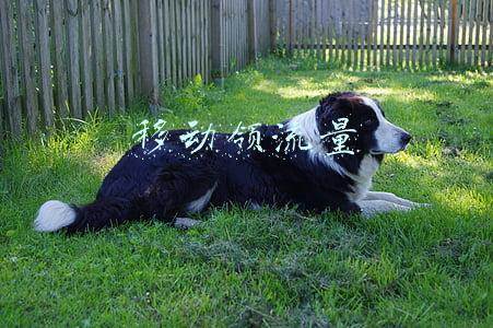 移动领流量