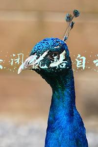 如何关闭优酷自动续费 如何关闭优酷自动续费