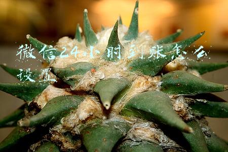 微信24小时到账怎么设置