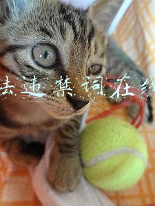 广告法违禁词在线检测