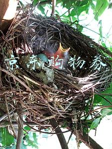 京东购物券