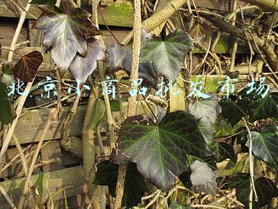 北京小商品批发市场