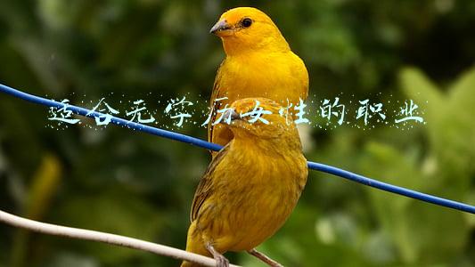 适合低学历女性的职业有哪些(40多的失业女性能找些什么工作呢？)