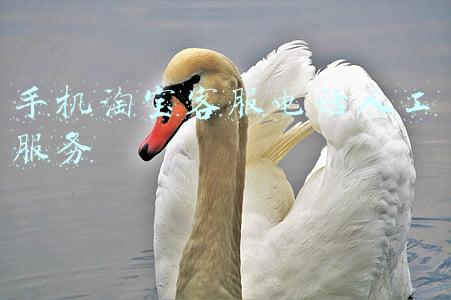 手机淘宝客服电话人工服务