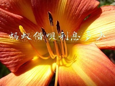 蚂蚁借呗利息多少