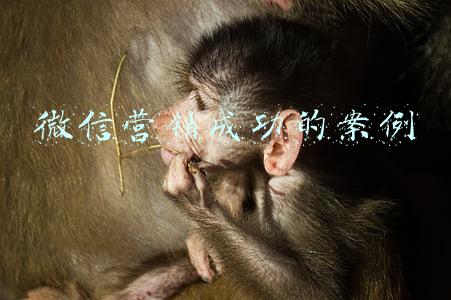 微信营销成功的案例 微信营销成功的案例