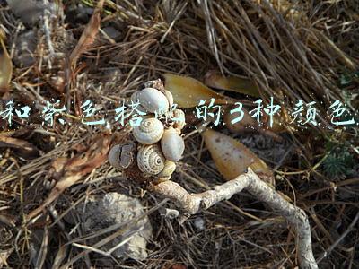 和紫色搭配的3种颜色