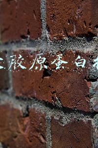 十大胶原蛋白排行