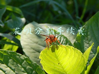 花呗分期手续费