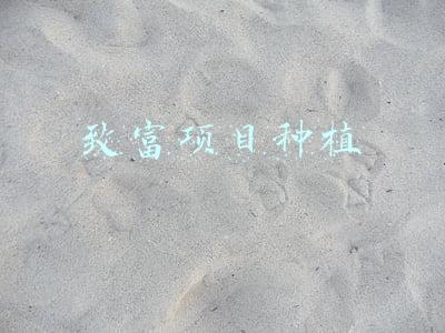 致富项目种植