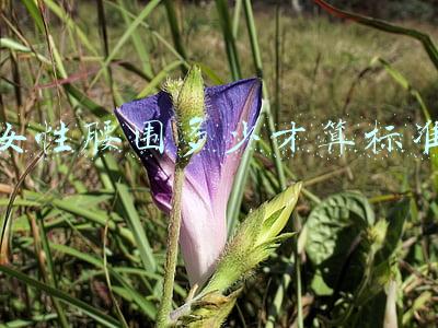 女性腰围多少才算标准