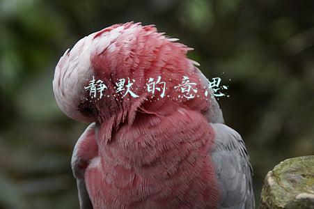 静默的意思