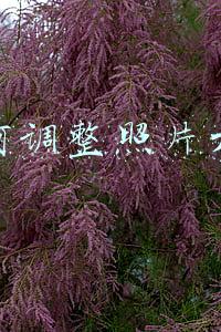 如何调整照片大小