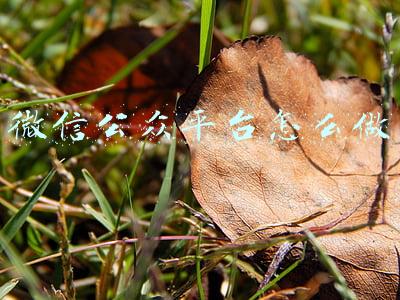 微信公众平台怎么做