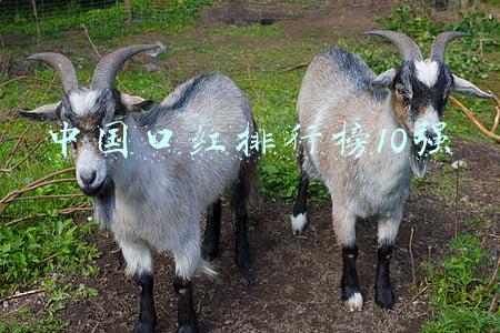 中国口红排行榜10强